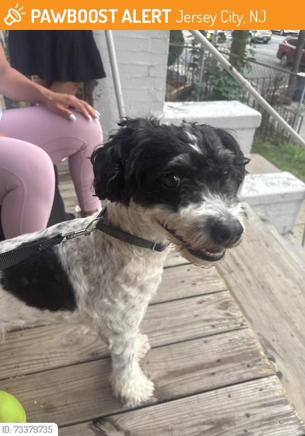 Found/Stray Male Dog last seen Near john f kennedy blvd, Jersey City, NJ 07305