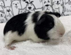 Shelter Stray Male Other last seen , 957 N Gaffey St, San Pedro, CA 90731, USA