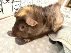 Shelter Stray Male Other last seen , 957 N Gaffey St, San Pedro, CA 90731, USA
