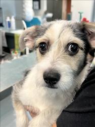 Shelter Stray Male Dog last seen , West Valley Animal Shelter, 20655 Plummer St, Chatsworth, CA 91311, USA