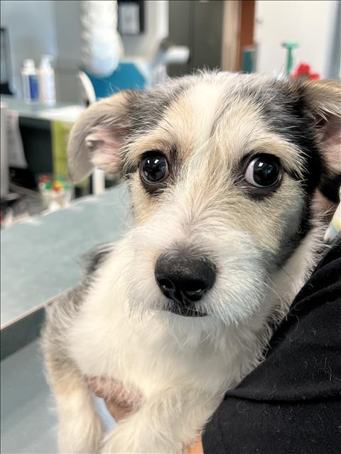 Shelter Stray Male Dog last seen , West Valley Animal Shelter, 20655 Plummer St, Chatsworth, CA 91311, USA