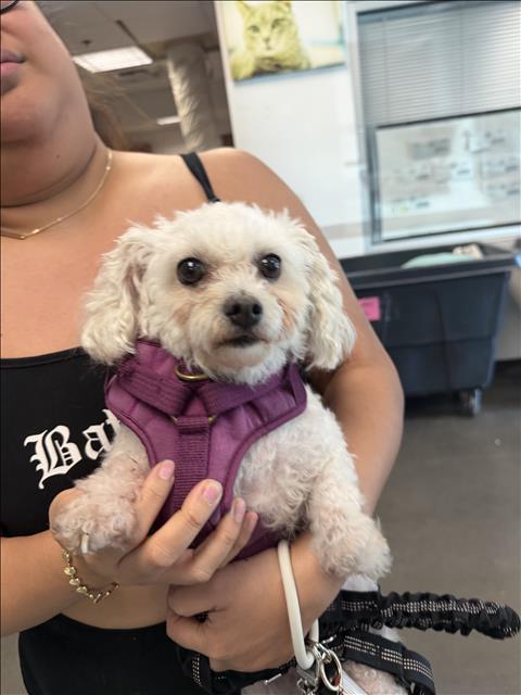 Shelter Stray Female Dog last seen , West Valley Animal Shelter, 20655 Plummer St, Chatsworth, CA 91311, USA