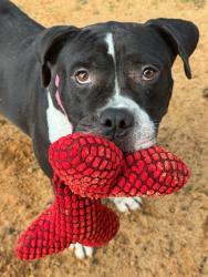 Shelter Stray Male Dog last seen Near BLOCK WILDER RD, TALLAHASSEE FL 32304, 1125 Easterwood Dr, Tallahassee, FL 32311, USA