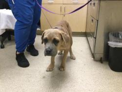 Shelter Stray Male Dog last seen CAJALCO RD\ HARVILL AVE MEAD VALLEY, CA 92570, 6851 Van Buren Boulevard, Jurupa Valley, CA 92509, USA