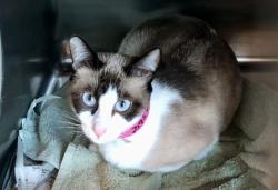 Shelter Stray Female Cat last seen , 14409 Vanowen St, Van Nuys, CA 91405, USA