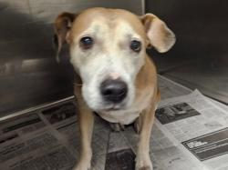Shelter Stray Female Dog last seen , 14409 Vanowen St, Van Nuys, CA 91405, USA