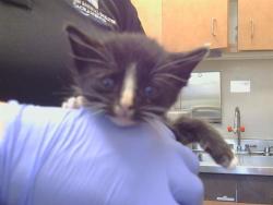 Shelter Stray Unknown Cat last seen DRY CREEK RD/16TH ST, 95673, 3839 Bradshaw Rd, Sacramento, CA 95827, USA