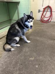 Shelter Stray Male Dog last seen DEL PASO BLVD & OFARRELL DR, 2127 Front St, Sacramento, CA 95818, USA