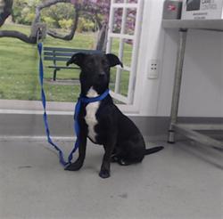 Shelter Stray Male Dog last seen SAN JOSE X GENEVA, 1419 Bryant St, San Francisco, CA 94103, USA