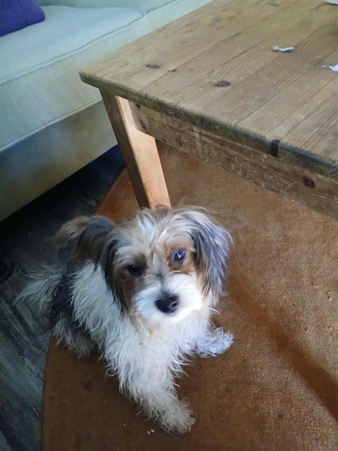 Shelter Stray Female Dog last seen DEL PASO BLVD & OFARRELL DR, 2127 Front St, Sacramento, CA 95818, USA