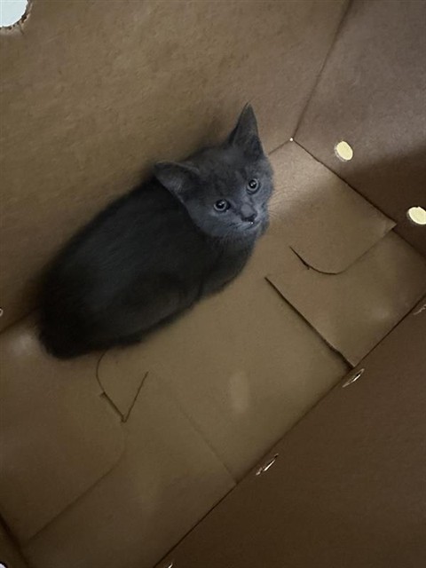 Shelter Stray Male Cat last seen Near HONOR PKWY, 2127 Front St, Sacramento, CA 95818, USA