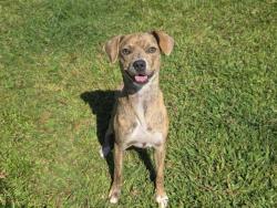 Shelter Stray Female Dog last seen BEALS POINT CAMPGROUND, 11232 B Ave, Auburn, CA 95603, USA