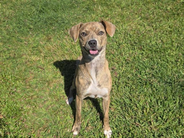 Shelter Stray Female Dog last seen BEALS POINT CAMPGROUND, 11232 B Ave, Auburn, CA 95603, USA