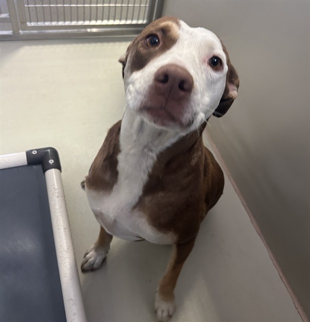Shelter Stray Female Dog last seen Near BLOCK WARREN AVE, BAKERSFIELD CA 93308, 3951 Fruitvale Ave, Bakersfield, CA 93308, USA