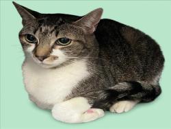 Shelter Stray Female Cat last seen , 1850 W 60th St, Los Angeles, CA 90047, USA