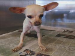 Shelter Stray Male Dog last seen , 1850 W 60th St, Los Angeles, CA 90047, USA