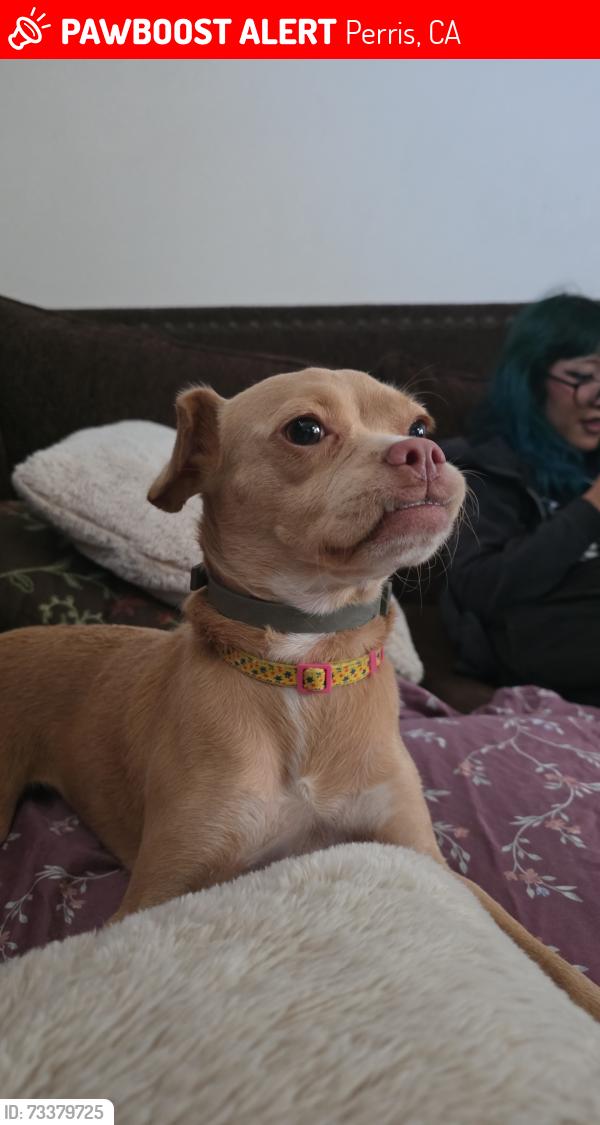 Lost Female Dog last seen Near Sony Way, Perris, CA 92570