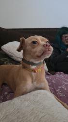 Lost Female Dog last seen Near Sony Way, Perris, CA 92570
