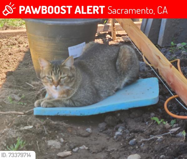 Lost Male Cat last seen El Ricon Way and El Tajon Way, Sacramento, CA 95864