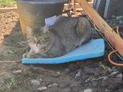 Lost Male Cat last seen El Ricon Way and El Tajon Way, Sacramento, CA 95864