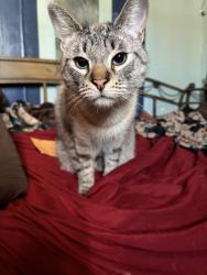 Lost Male Cat last seen Valley parkway and La terazza, Escondido, CA 92025