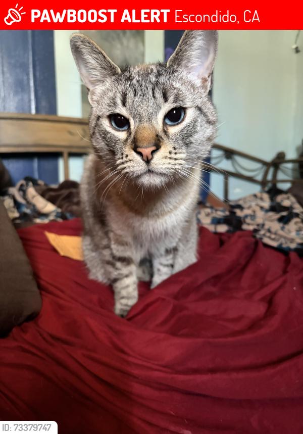 Lost Male Cat last seen Valley parkway and La terazza, Escondido, CA 92025