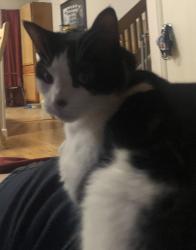 Reunited Female Cat last seen Deliverance and maverick, Colorado Springs, CO 80918