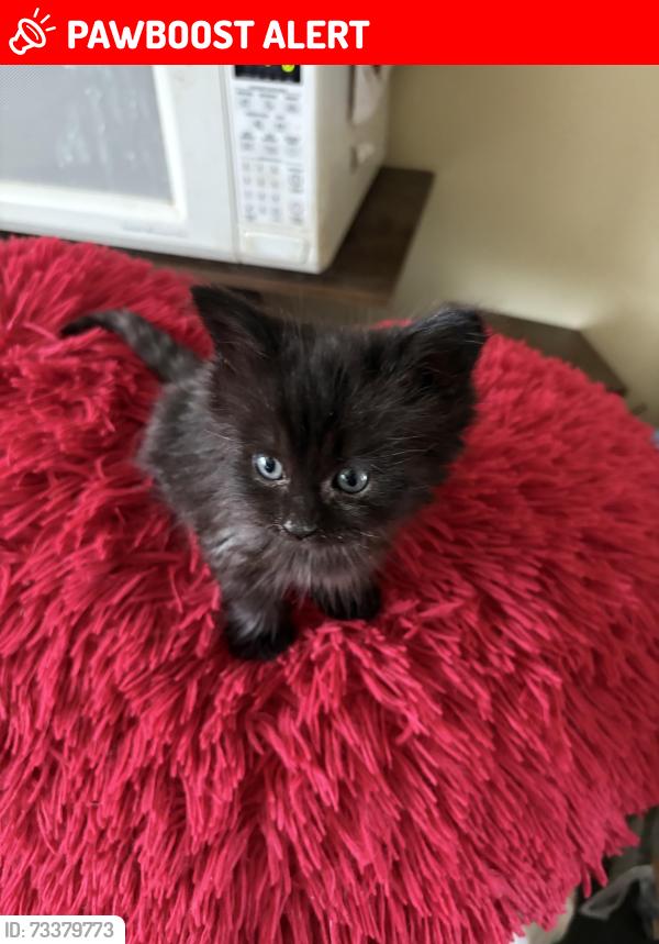 Lost Female Cat last seen AGAte Bay, Thunder Bay, ON P7C 1V7