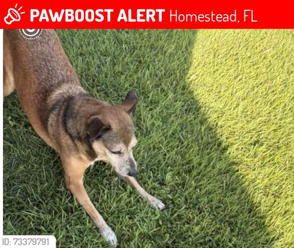 Lost Male Dog last seen Garfield Dr, hmstd, Fl,33033, Homestead, FL 33033
