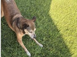 Lost Male Dog last seen Garfield Dr, hmstd, Fl,33033, Homestead, FL 33033