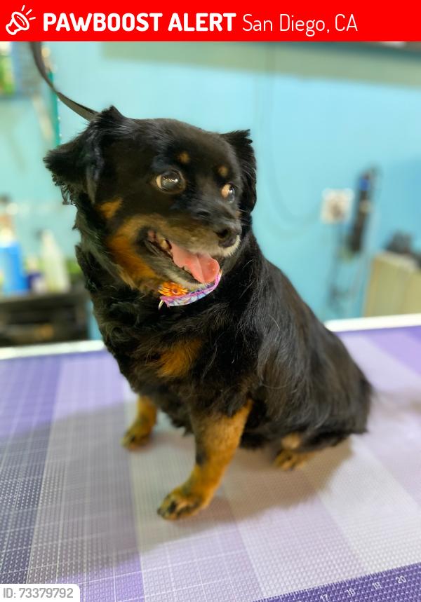 Lost Female Dog last seen Honeysuckle and Division, San Diego, CA 92114