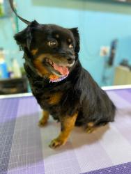 Lost Female Dog last seen Honeysuckle and Division, San Diego, CA 92114