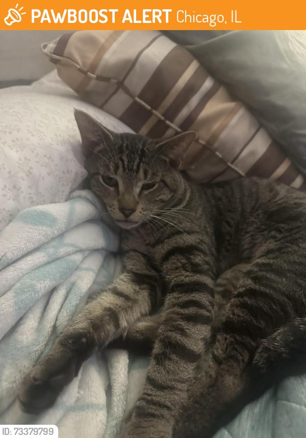 Found/Stray Male Cat last seen School st. And Keystone ave, Chicago, IL 60634