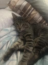 Found/Stray Male Cat last seen School st. And Keystone ave, Chicago, IL 60634
