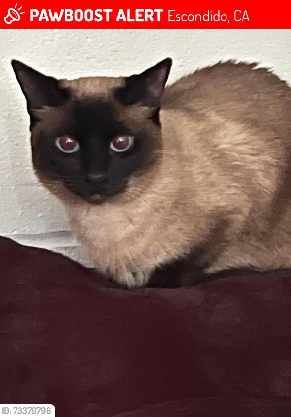 Lost Female Cat last seen Valley parkway and La terazza, Escondido, CA 92025