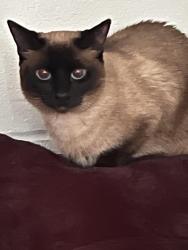 Lost Female Cat last seen Valley parkway and La terazza, Escondido, CA 92025
