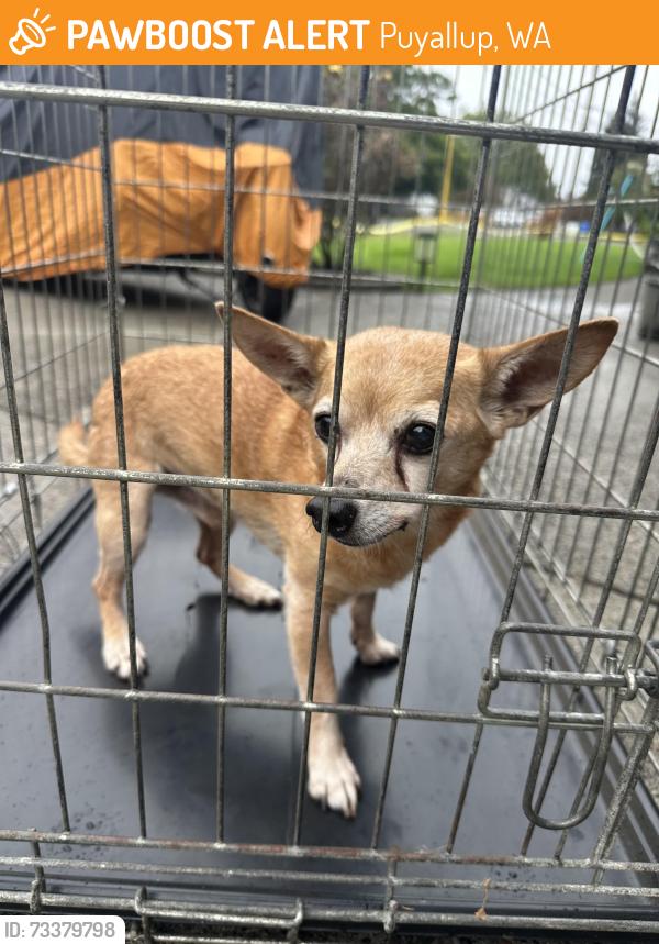 Found/Stray Male Dog last seen 7th Ave and 8th street Puyallup Wa, Puyallup, WA 98371