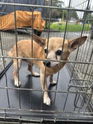 Found/Stray Male Dog last seen 7th Ave and 8th street Puyallup Wa, Puyallup, WA 98371