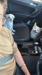 Reunited Female Dog last seen L st, Chula Vista, CA 91911