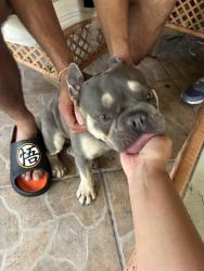 Found/Stray Female Dog last seen Biscayne Run, Homestead, FL 33032