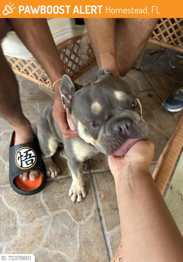 Found/Stray Female Dog last seen Biscayne Run, Homestead, FL 33032