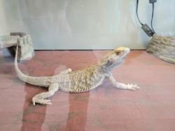 Shelter Stray Unknown Lizard last seen Alexandria, Virginia, 22307, BelfieldRd/WoodmontRd, Fairfax County, VA, 4500 West Ox Rd, Fairfax, VA 22030, USA
