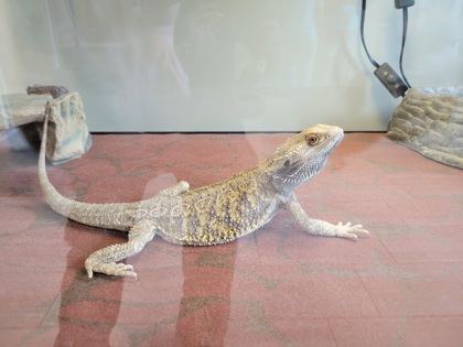 Shelter Stray Unknown Lizard last seen Alexandria, Virginia, 22307, BelfieldRd/WoodmontRd, Fairfax County, VA, 4500 West Ox Rd, Fairfax, VA 22030, USA
