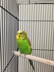 Shelter Stray Male Parakeet (budgie) last seen Alex,22121 - 3200 Mt Vernon Memorial Hwy - Mt Vern, Fairfax County, VA, 4500 West Ox Rd, Fairfax, VA 22030, USA