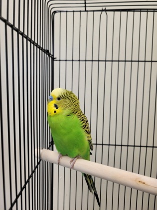 Shelter Stray Male Parakeet (budgie) last seen Alex,22121 - 3200 Mt Vernon Memorial Hwy - Mt Vern, Fairfax County, VA, 4500 West Ox Rd, Fairfax, VA 22030, USA