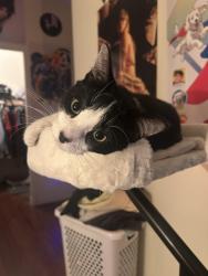 Reunited Male Cat last seen Possibly near Salmon Park, Sachse, TX 75048