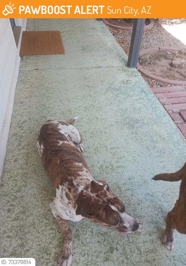 Found/Stray Female Dog last seen 103rd and Peoria ave, Sun City, AZ 85351