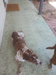 Found/Stray Female Dog last seen 103rd and Peoria ave, Sun City, AZ 85351