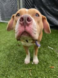 Shelter Stray Female Dog last seen Near Huron St, Baltimore, Maryland 21230, United S, 21230, MD, 2490 Giles Rd, Baltimore, MD 21225, USA