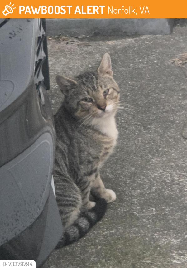 Found/Stray Unknown Cat last seen Near Memorial Spiritualist Church, Norfolk, VA 23508